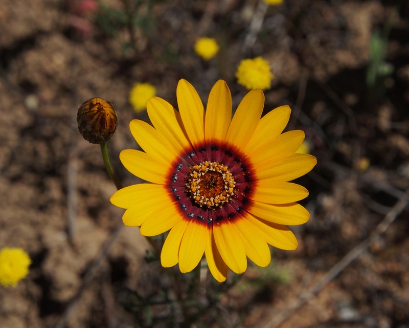 Ursinia calenduliflora photo 6