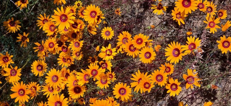 Ursinia calenduliflora photo 7