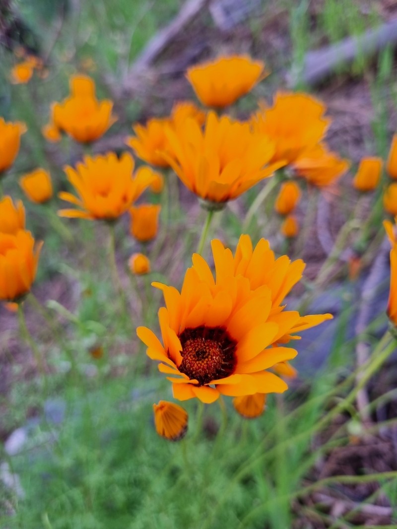 Ursinia calenduliflora photo 8