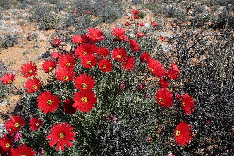 Ursinia chrysanthemoides