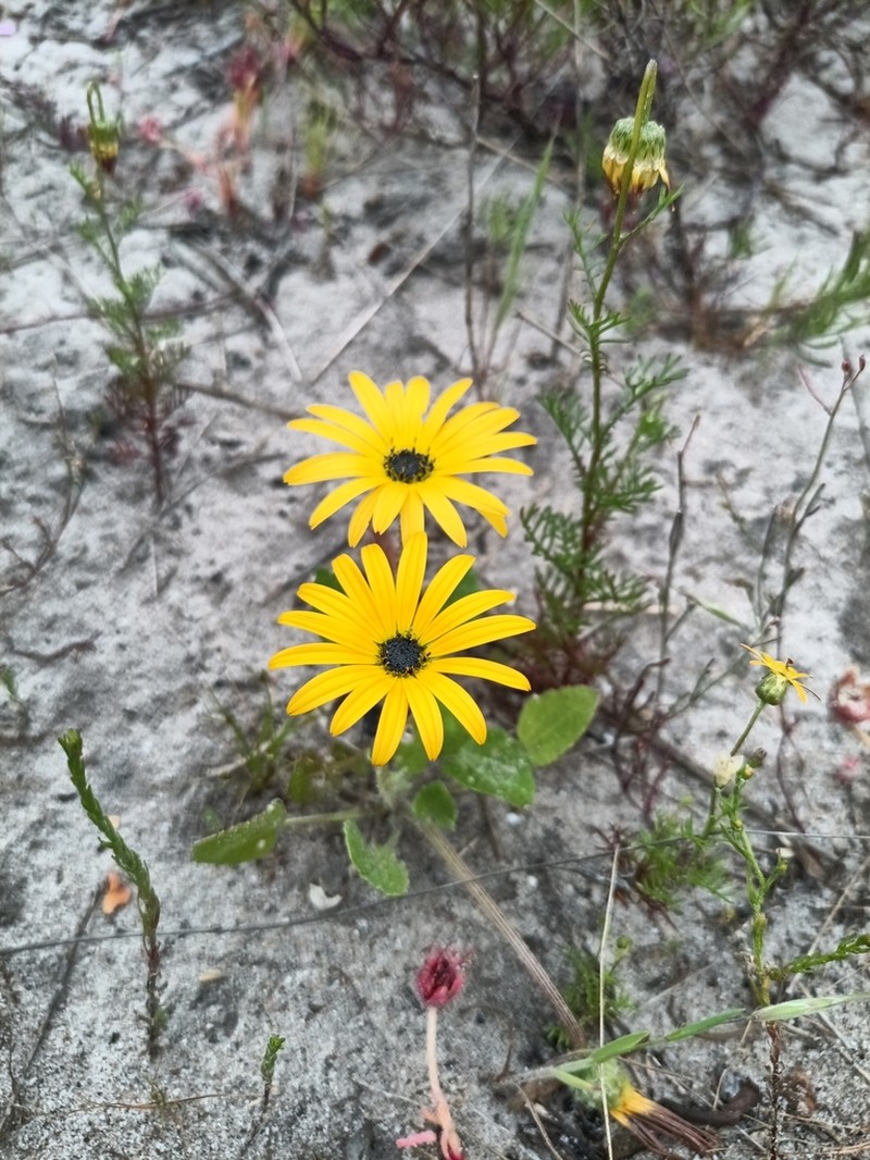 Ursinia chrysanthemoides photo 3