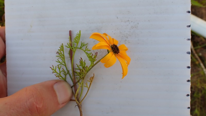 Ursinia chrysanthemoides photo 4