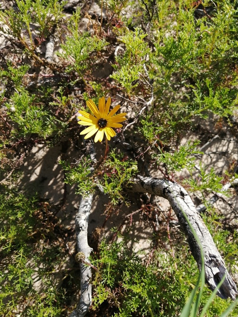 Ursinia chrysanthemoides photo 5