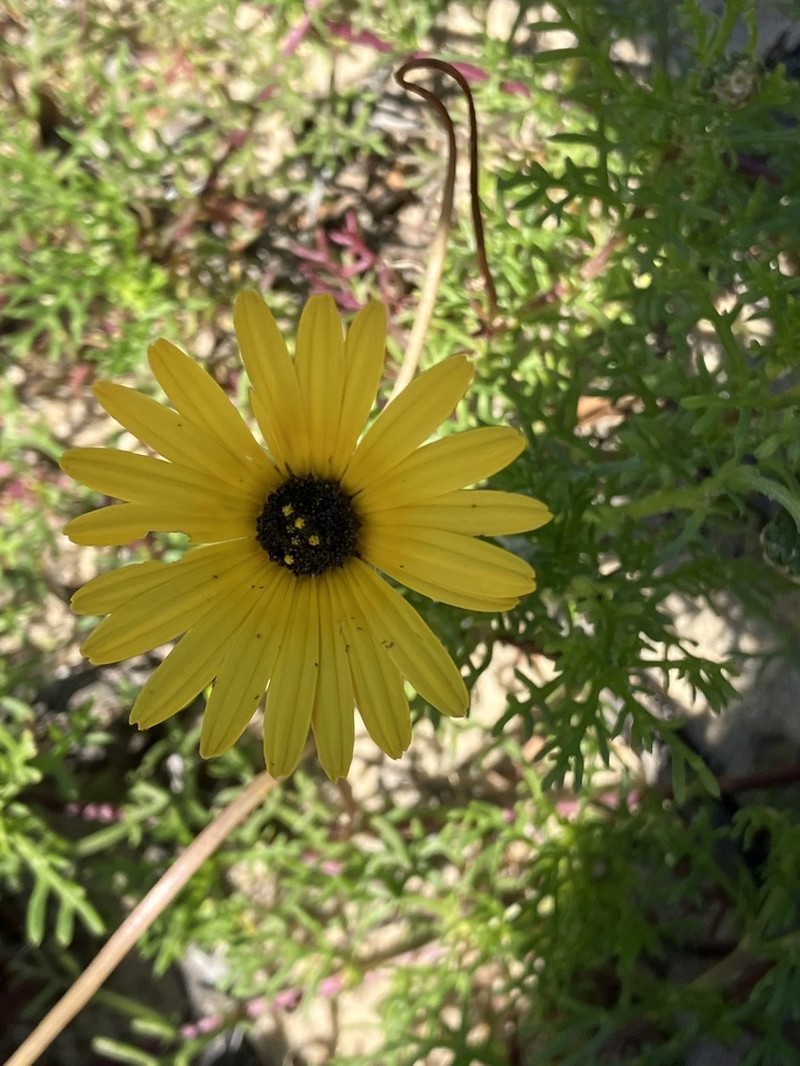 Ursinia chrysanthemoides photo 6