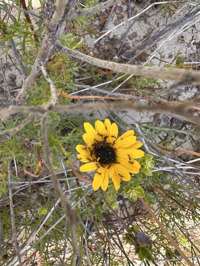 Ursinia chrysanthemoides photo 7