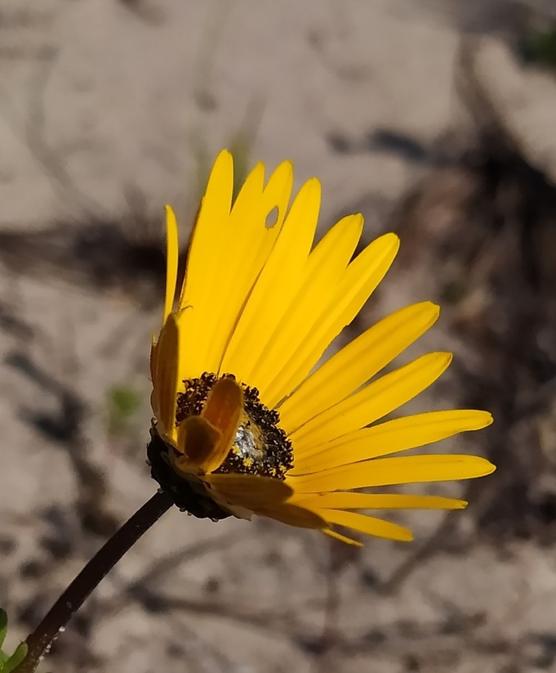 Ursinia chrysanthemoides photo 8