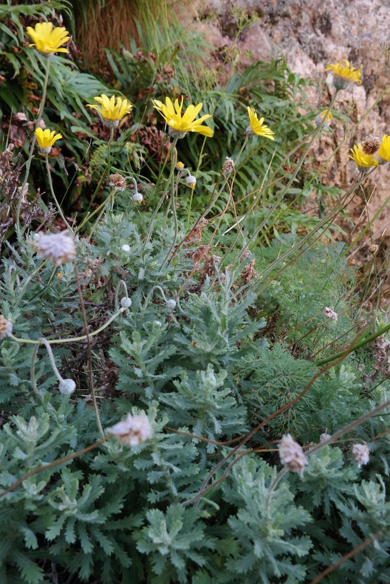 Ursinia coronopifolia