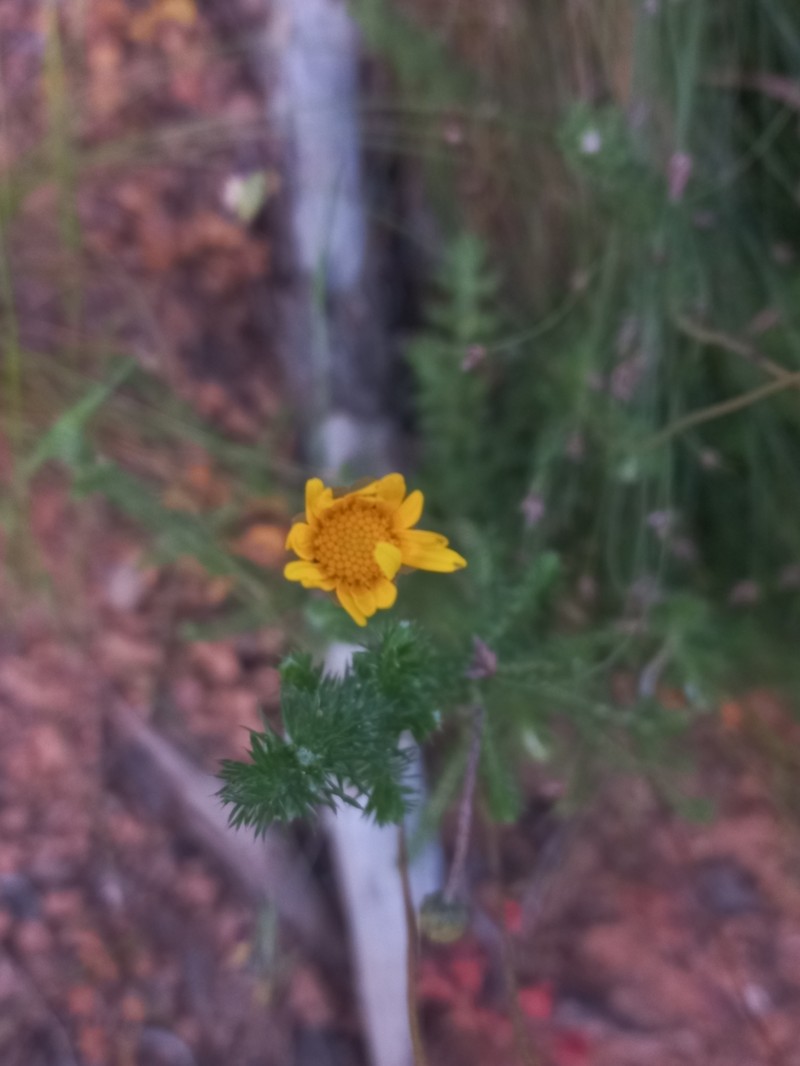 Ursinia dentata