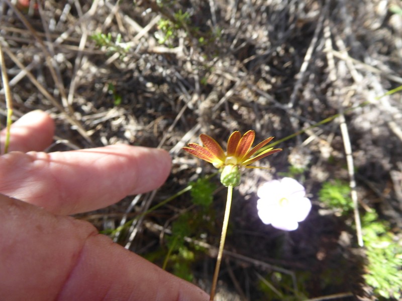 Ursinia dentata photo 2