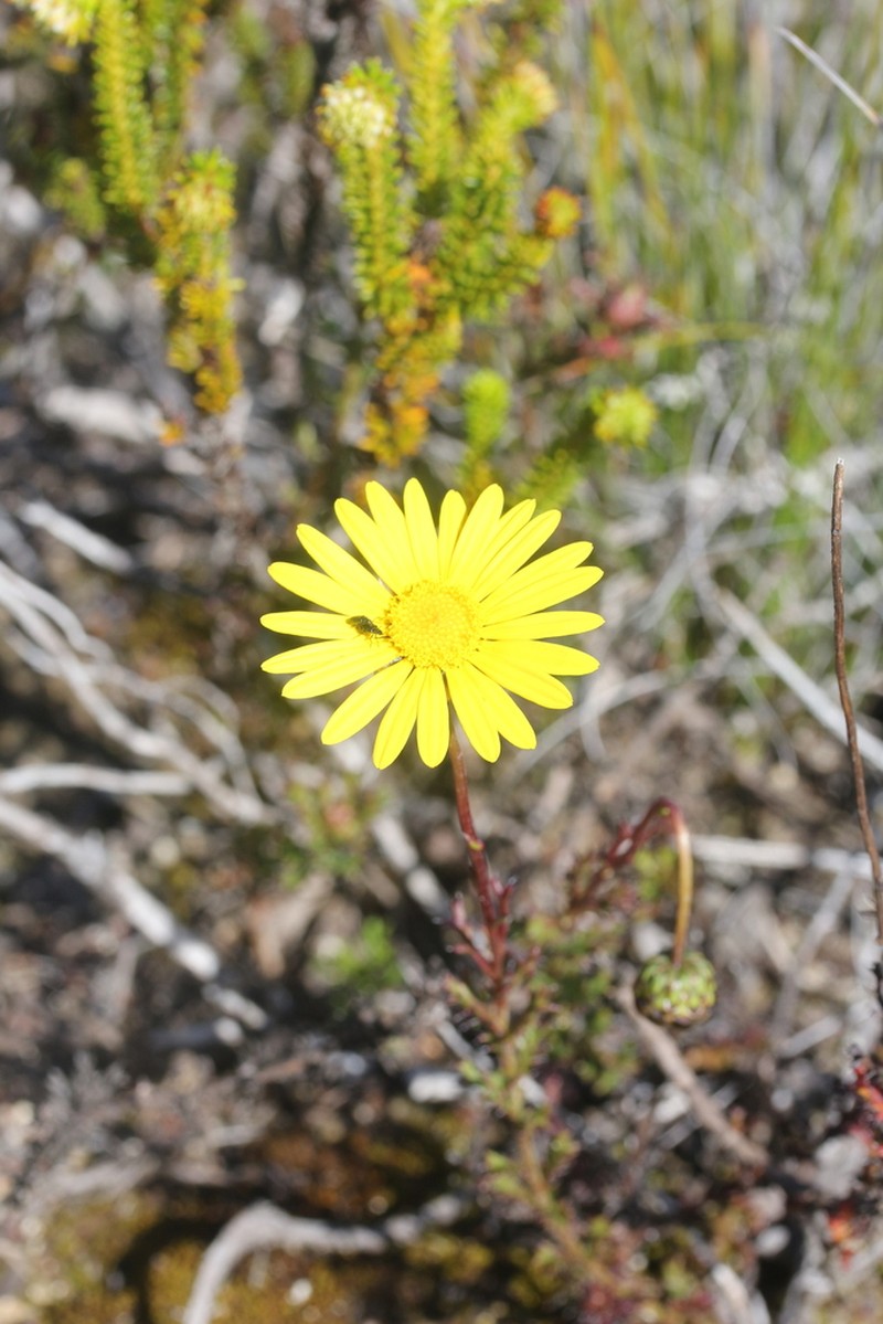 Ursinia dentata photo 3