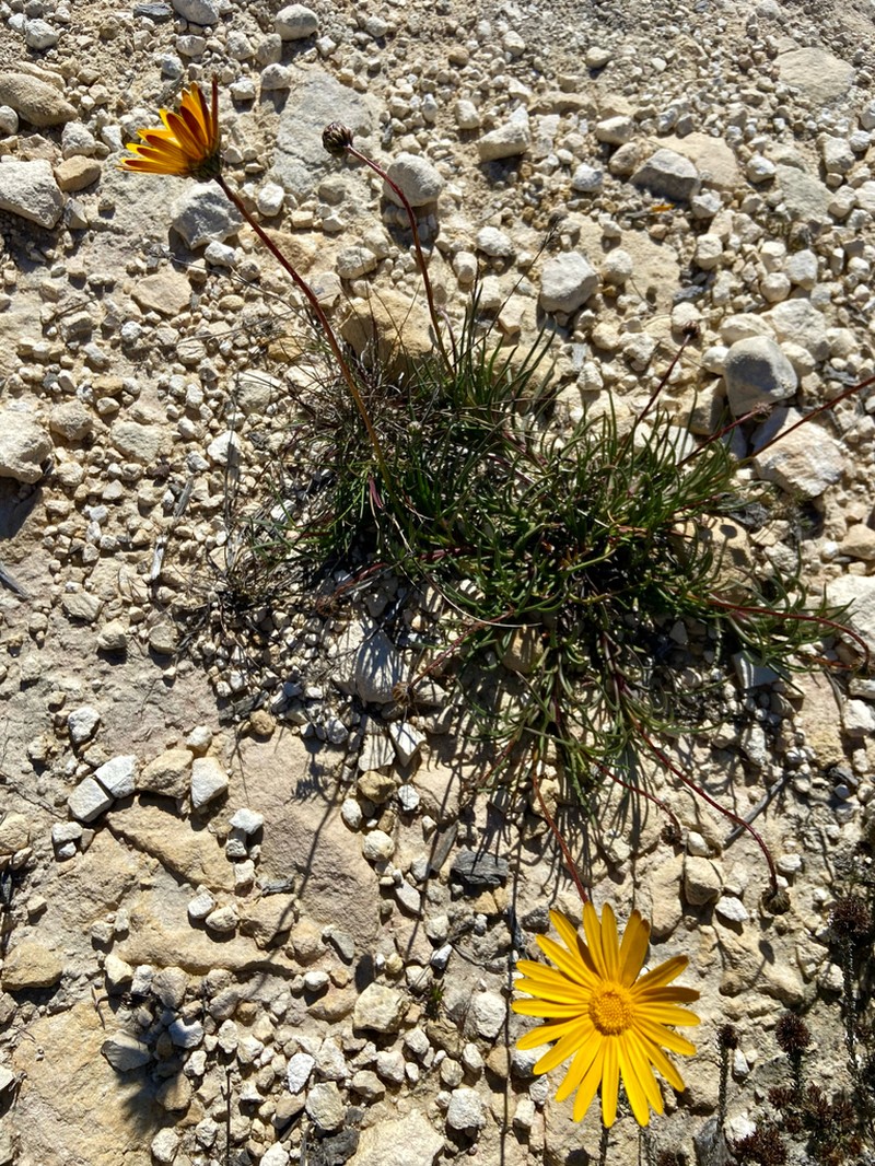 Ursinia dentata photo 4