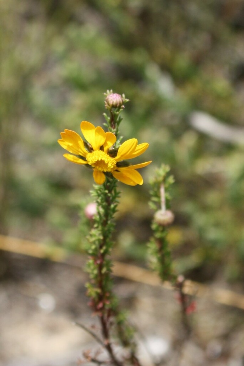 Ursinia dentata photo 6