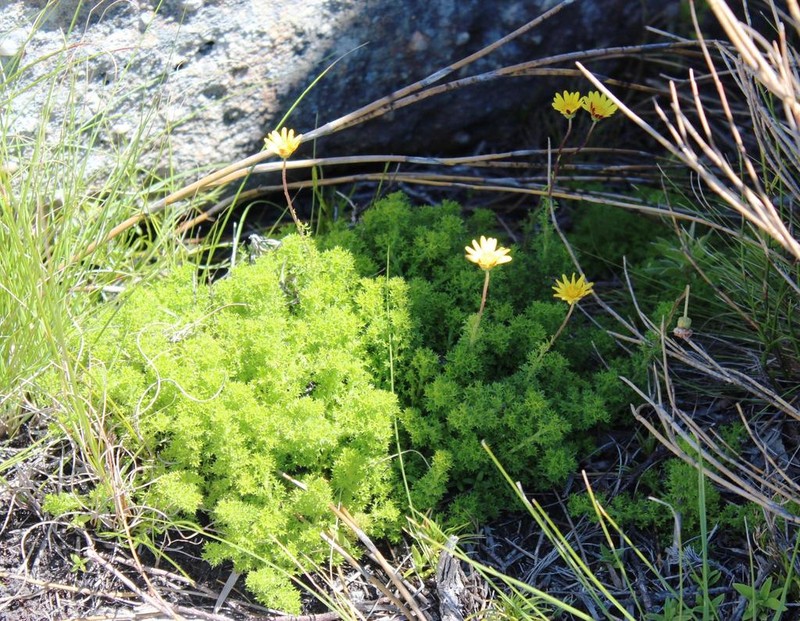 Ursinia dentata photo 8