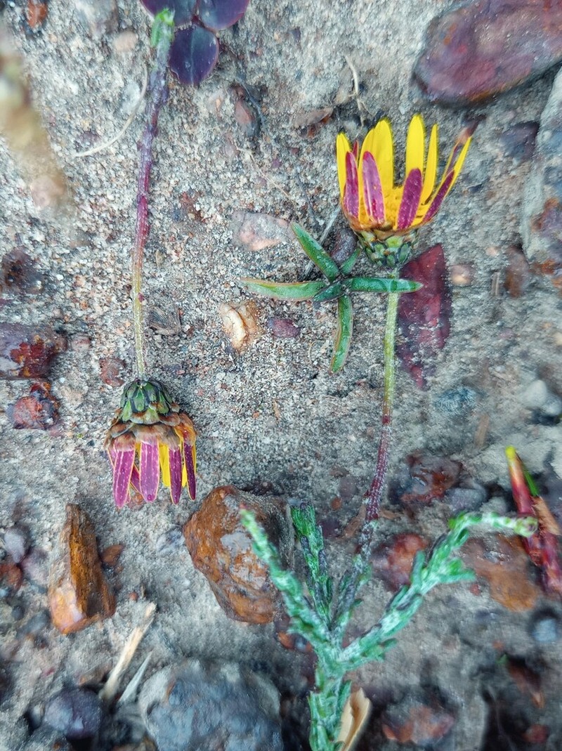 Ursinia discolor