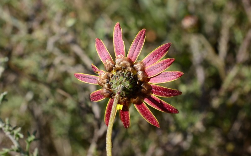Ursinia discolor photo 2
