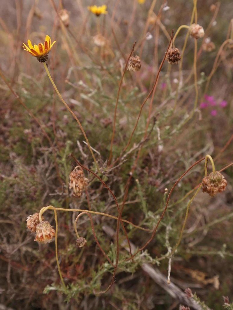 Ursinia discolor photo 3