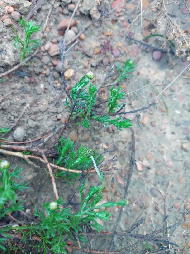 Ursinia discolor photo 4