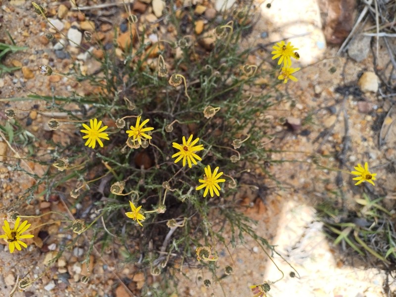 Ursinia discolor photo 5