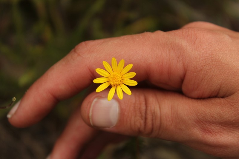 Ursinia discolor photo 6