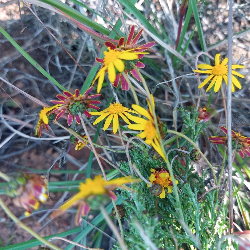 Ursinia discolor photo 7