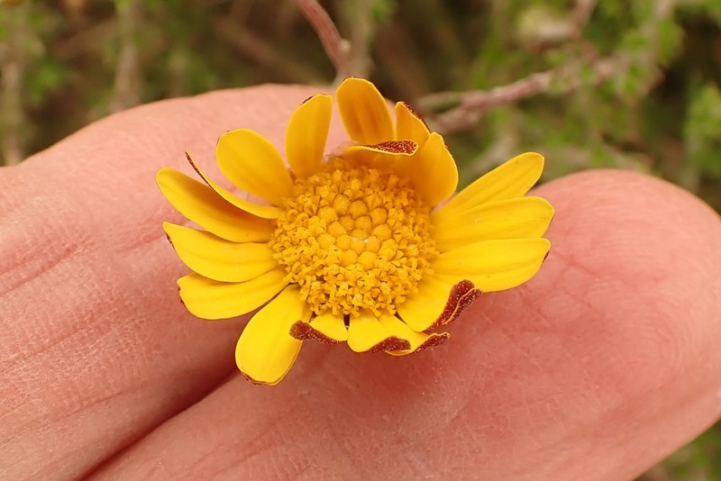 Ursinia discolor photo 8