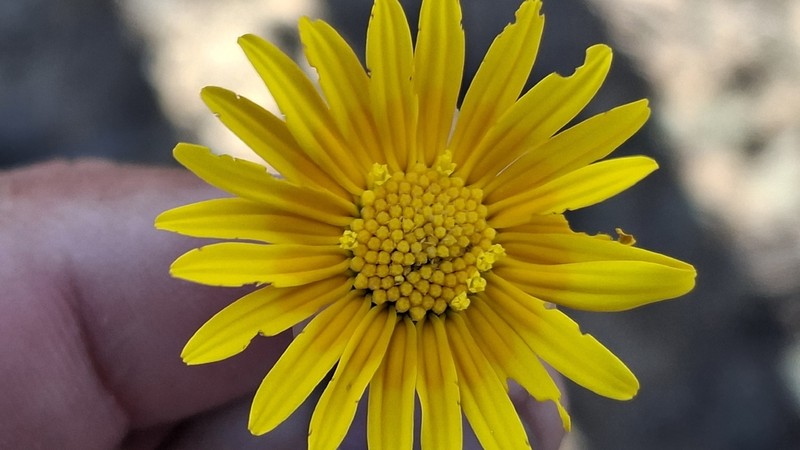 Ursinia dregeana