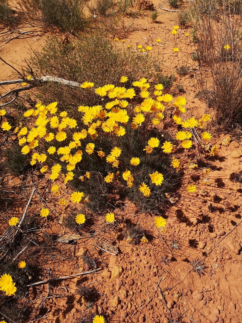 Ursinia dregeana photo 2