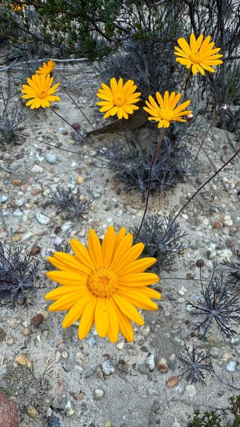 Ursinia dregeana photo 3