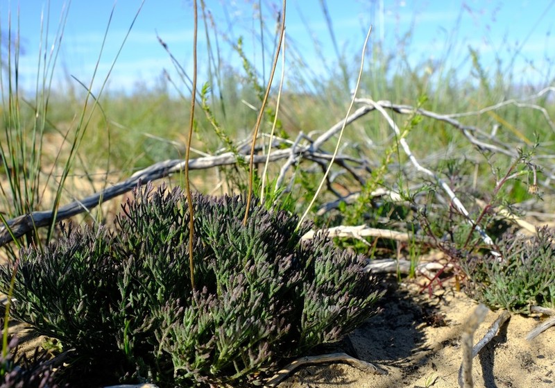 Ursinia dregeana photo 4
