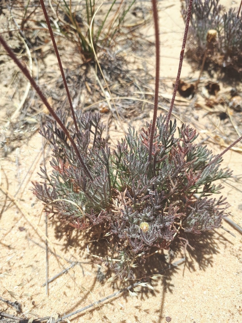 Ursinia dregeana photo 5