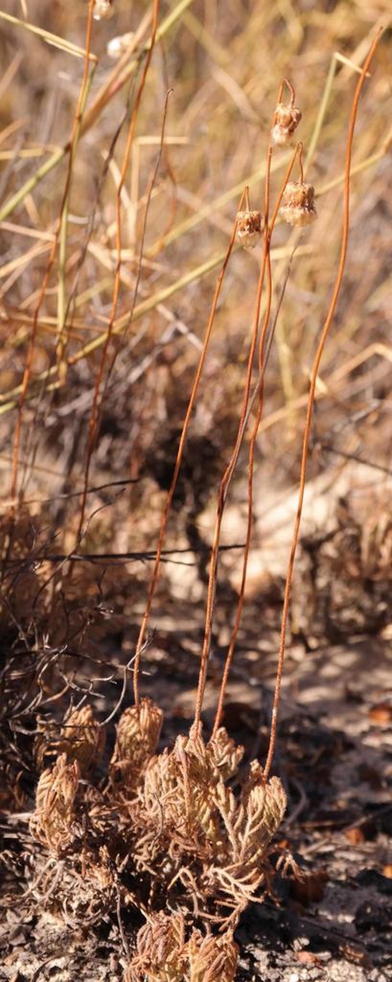 Ursinia dregeana photo 6