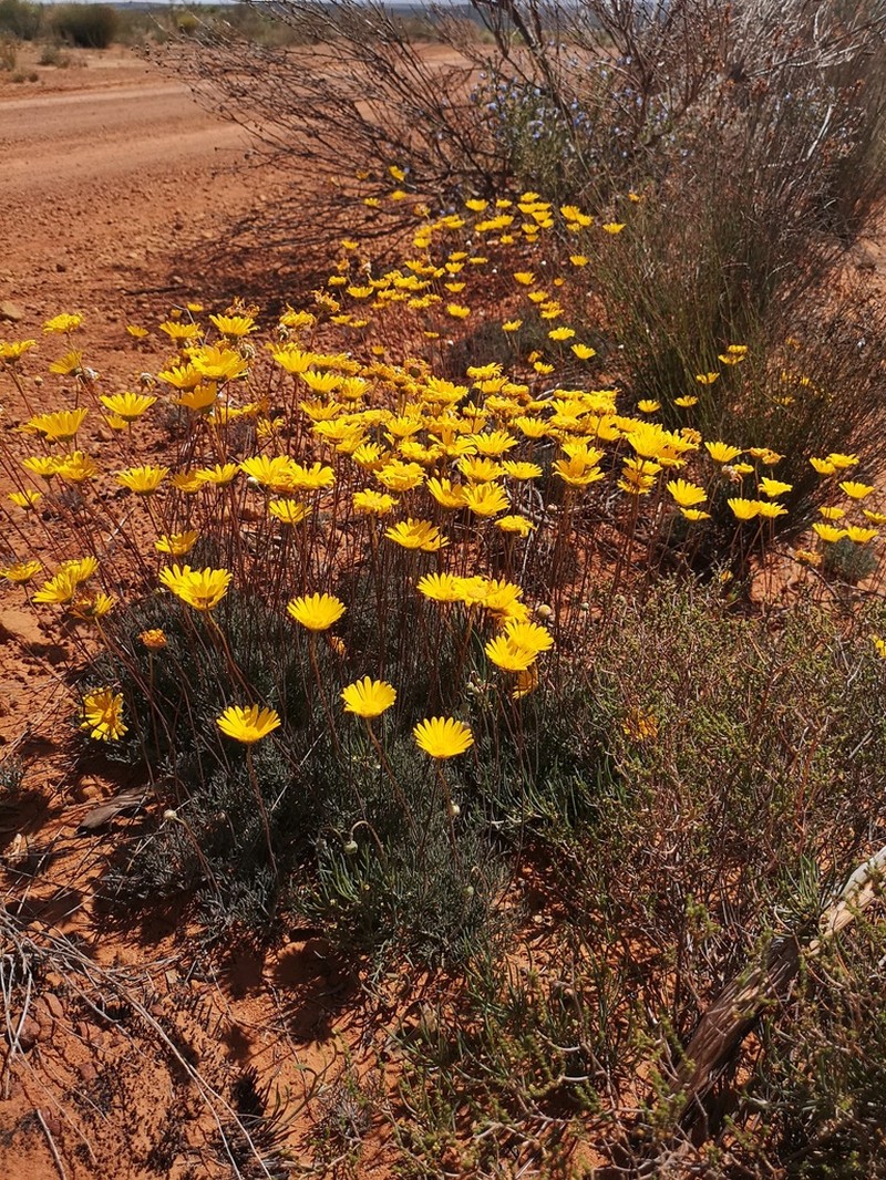 Ursinia dregeana photo 7