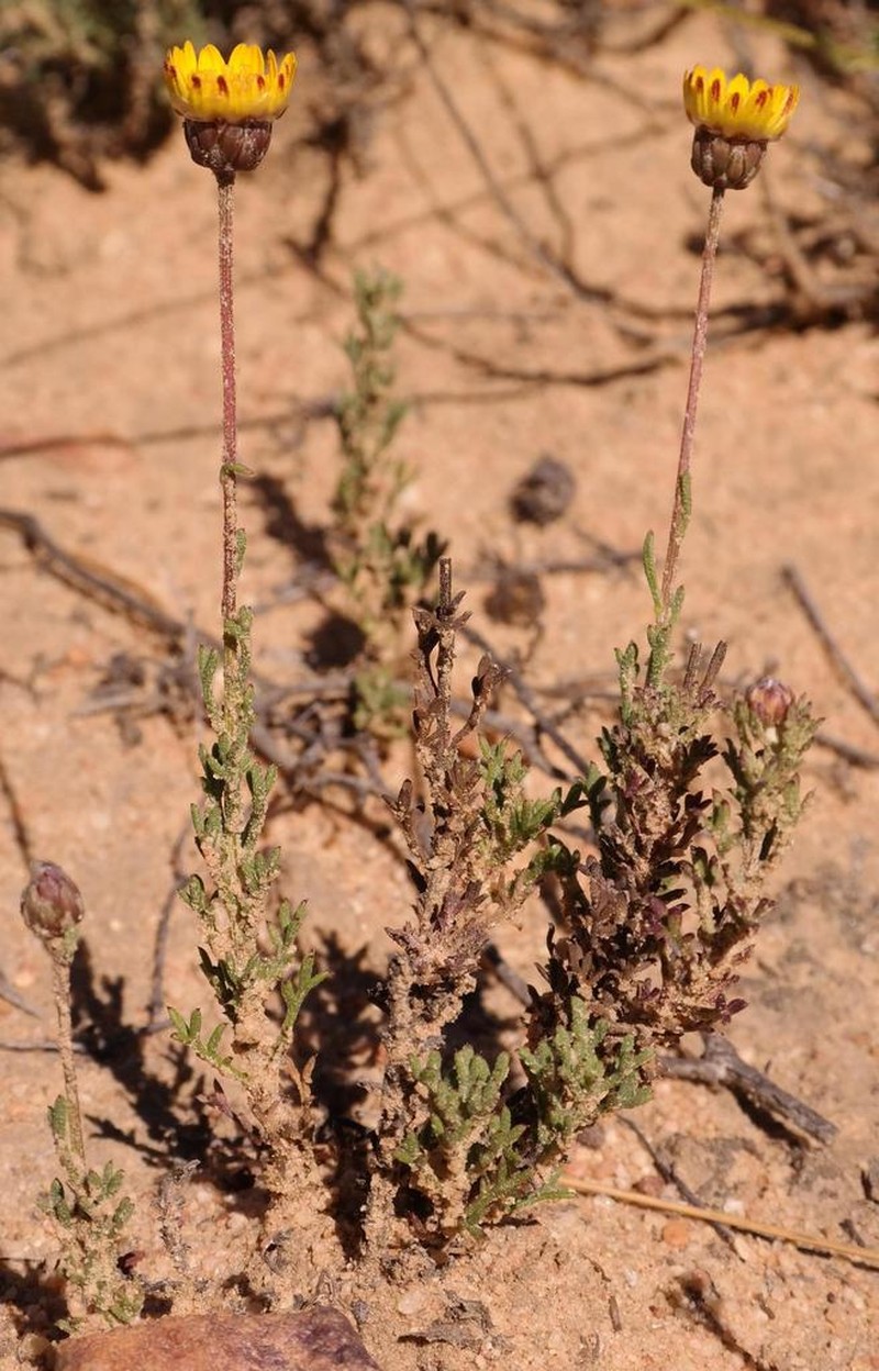 Ursinia dregeana photo 8
