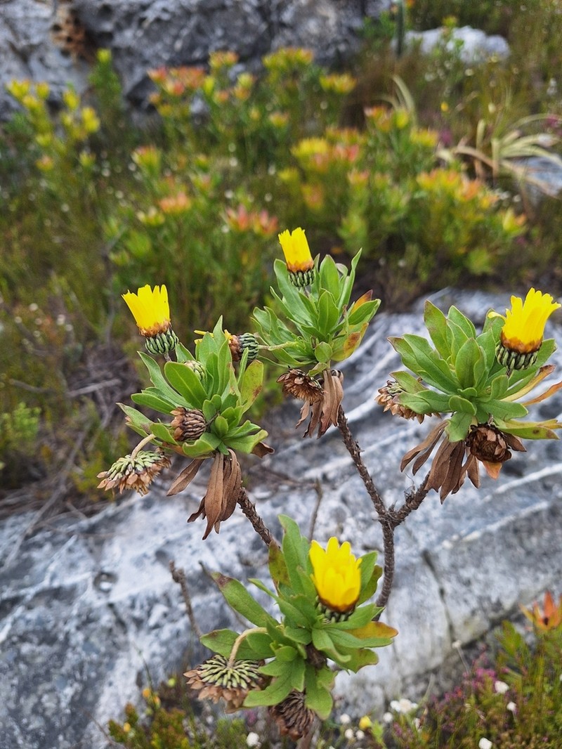 Ursinia eckloniana