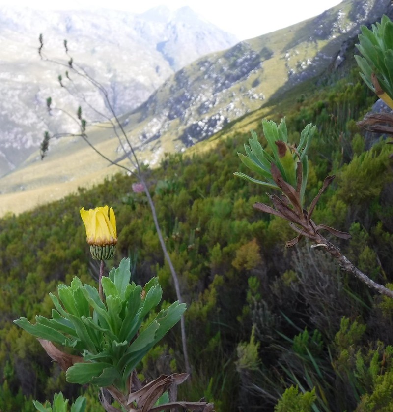 Ursinia eckloniana photo 2