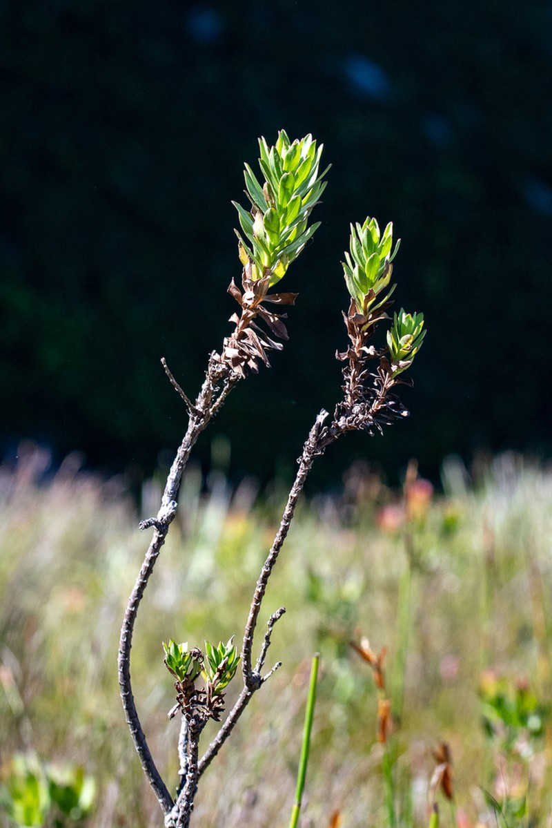 Ursinia eckloniana photo 3