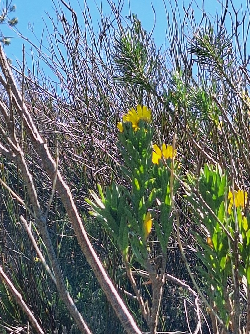 Ursinia eckloniana photo 4