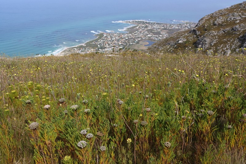 Ursinia eckloniana photo 5