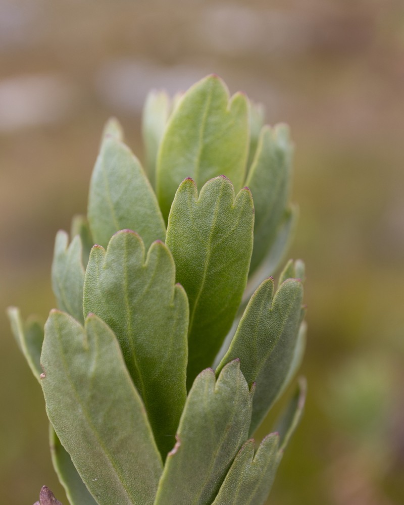 Ursinia eckloniana photo 6