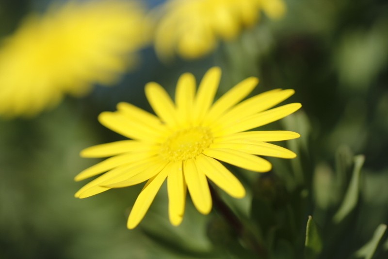 Ursinia eckloniana photo 7