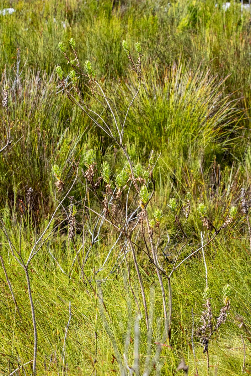 Ursinia eckloniana photo 8