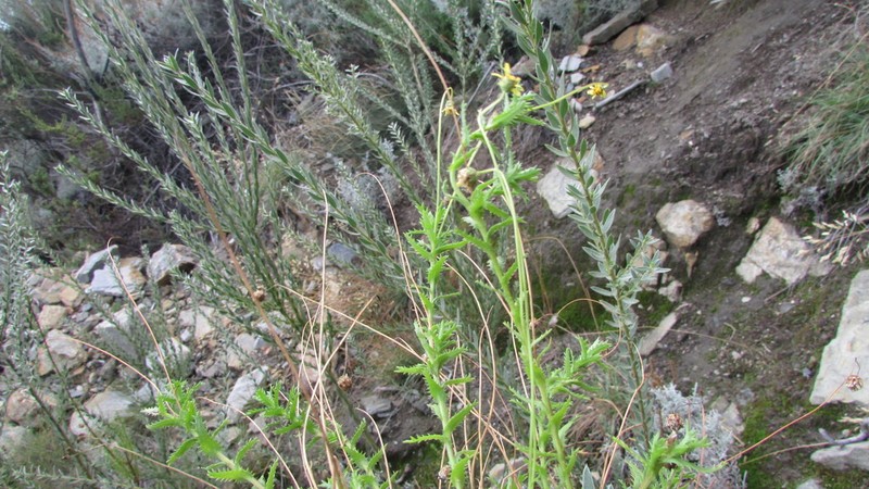 Ursinia filipes
