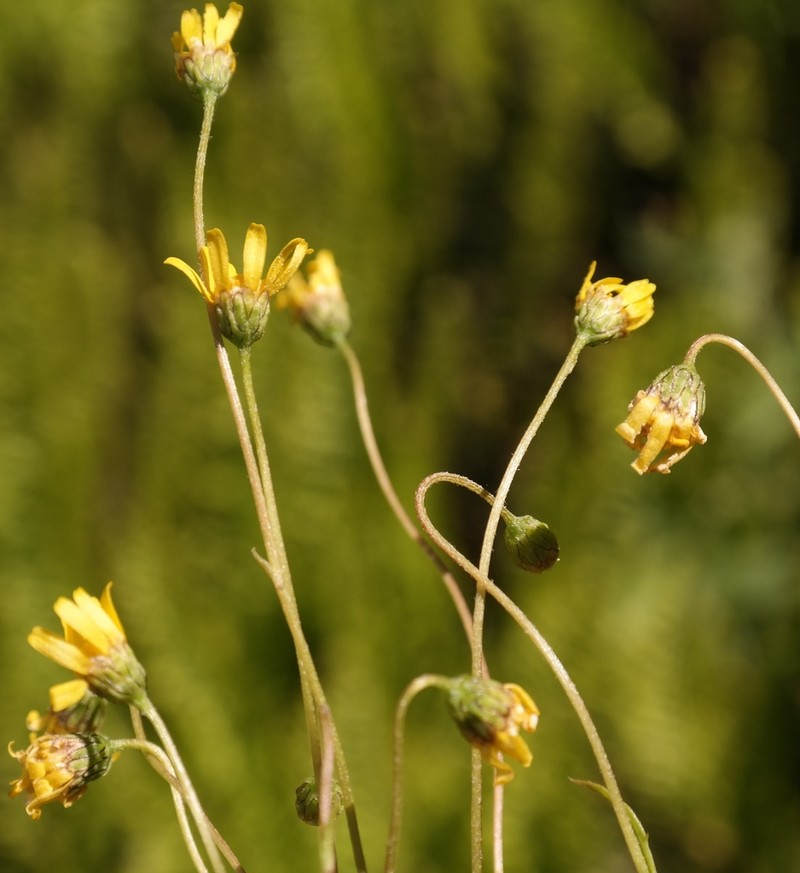 Ursinia filipes photo 2