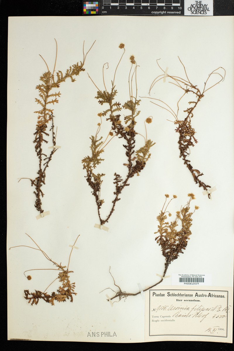 Ursinia filipes photo 4