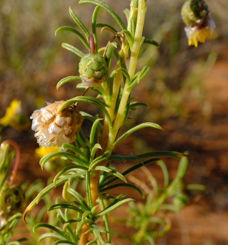 Ursinia frutescens