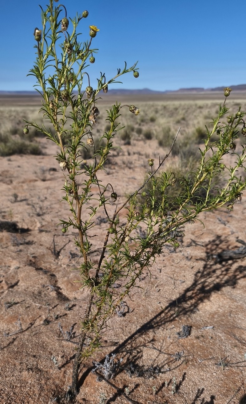 Ursinia frutescens photo 2