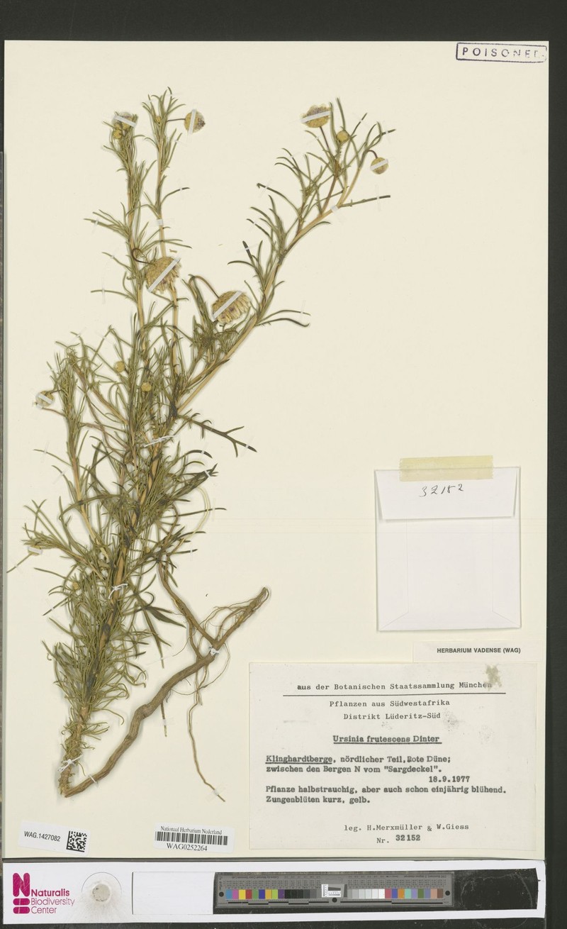 Ursinia frutescens photo 3