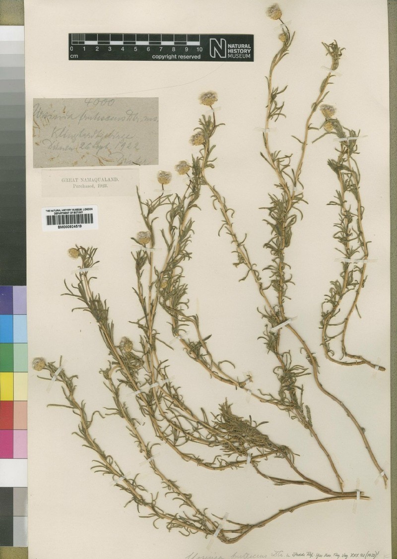 Ursinia frutescens photo 4