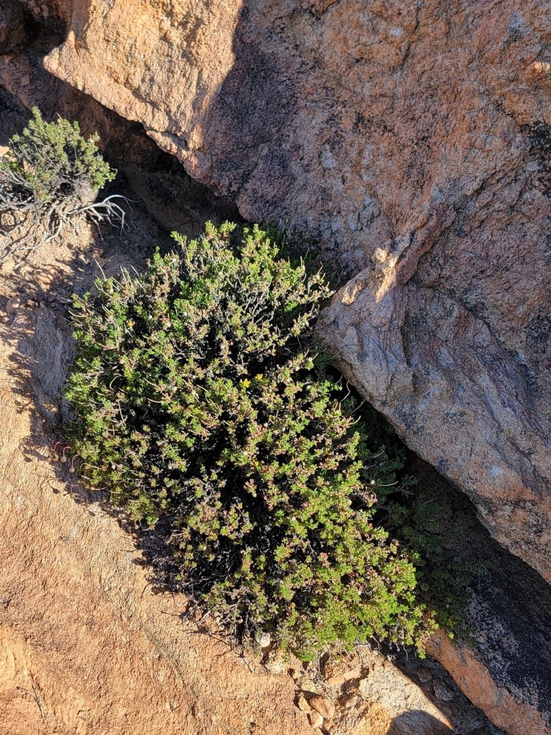 Ursinia glandulosa photo 2