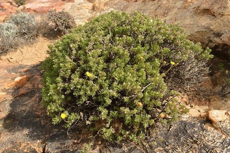 Ursinia glandulosa photo 3